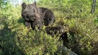 Медвежонок копуша.