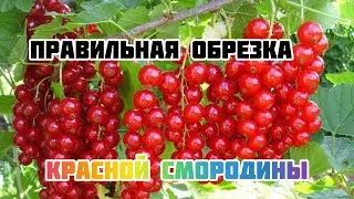 Формировка и правильная обрезка красной смородины.
