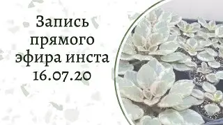 Обновки фиалок. Много листов. Мои стеллажи после жары. Прямой эфир инста 16.07.20