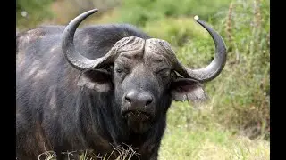 Интересные факты о буйволах(Interesting facts about buffalo).
