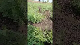 Gram crop harbhara plants