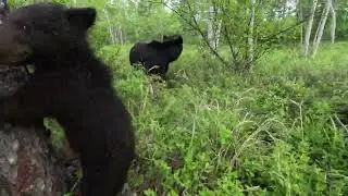 Медведи ищут съедобный пень.