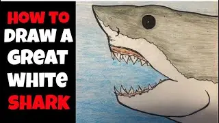 How to Draw a Great White Shark