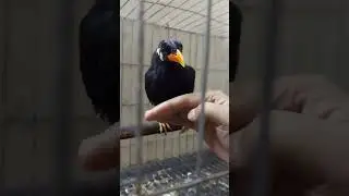 Talking with Hilna Myna #asmr #birds #animals #pets #talkingpets #talkingmyna #talkingwithpets