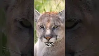 Как мяукают дикие кошки 🐈‍⬛ 