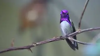 Пение птиц в лесу 🎶🦜 relaxing 💤 музыка для души