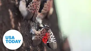 Spotted lanternflies invasion | USA TODAY