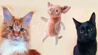 Мейн кун Степа и кот Тихон. Знакомимся с новым плюшевым поросенком🐷