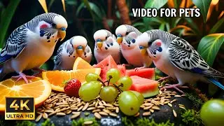 Birds & Squirrels in a Garden | The Best Way to Entertain Your Feline Friend at Home🕊️🐿️