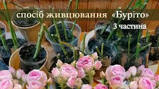 «Буріто» - спосіб живцювання. 3 частина. How to grow roses from cuttings. 3nd part #burito #буріто