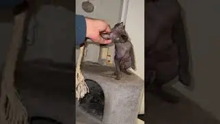 Кыця захотела полизать ляжечку