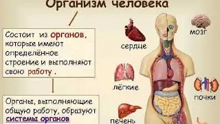 Работа внутренних органов: 3 правила. Лекция Эльхенди Тауфика Набильевича.