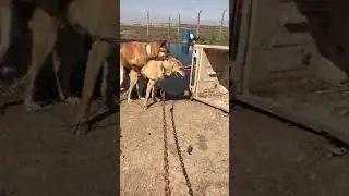 اول مرا تزاوج الذئبه مع الكلب الصياد ابو اسحاق الفهداوى 🇮🇶👇