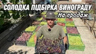 Виноград на продаж. Результати  по боротьбі з  мільдью.