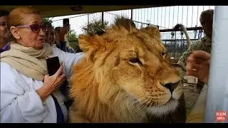Здравствуйте , я лев и меня зовут ФИЛЯ ! Hello, I'm Leo and my name is FILYA !!!