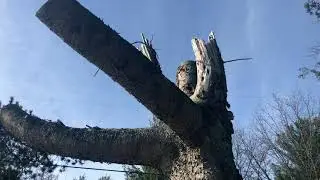 Food Forest Design - Learning from The Pros
