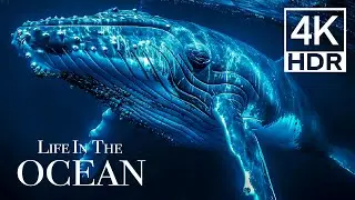 The Most AMAZING Underwater Animals World In 4K HDR | Ocean Life - Relaxation Video