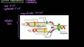 DNA Replication