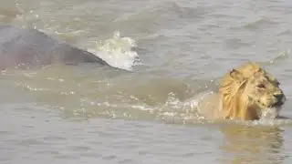 WATCH: Tense moment as a lion is chased by a hippo in a river