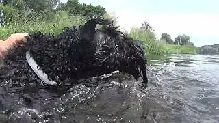 Купание синего керря / Bathing of a Blue Kerry