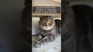 АТАЧЕСКАЯ ПАНИКА У КОТА