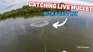 Beginner Tactics For Catching Mullet With A Cast Net