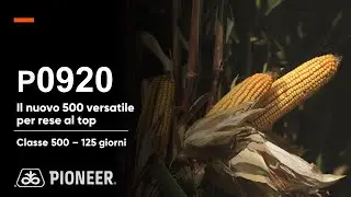 P0920: il nuovo mais classe 500. Versatile e con rese sempre al top!