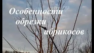 Как я обрезаю абрикосы и почему