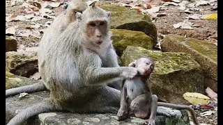 Mom monkey hate and choke baby,Jessie very scare run to grand ma/Wild Monkey
