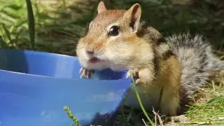 ТОП 5 лучшие видео с бурундуком. Смешной бурундук.