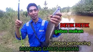 DETIK DETIK GABUS MAKAN UMPAN..!!! MANCING GABUS HARUAN.