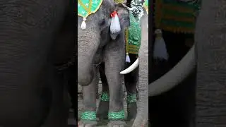 Elephants at annual elephant festival