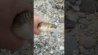 Пеленгас Таганрогский залив, бешенный клев.