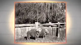 Wrinkled Sheep | The Henry Ford’s Innovation Nation