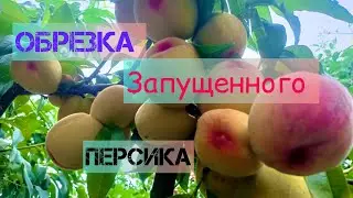 Как исправить крону персика