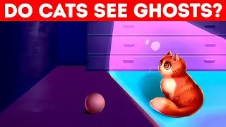 Do Cats See Ghosts? ? Quiz To Learn 10 Cool Cat Facts!