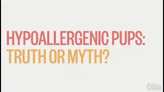 Hypoallergenic Dogs: Truth or Myth?