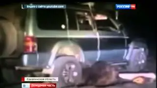 На Сахалине ищют живодёров издевавшихся над медведем