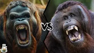 Gigantopithecus vs Orangutan - Who Would Have Won A Fight?