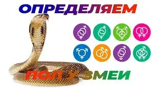 Как определить пол змеи