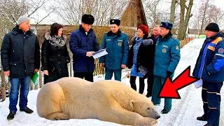 The polar bear accidentally came to people. He cried and begged for help!