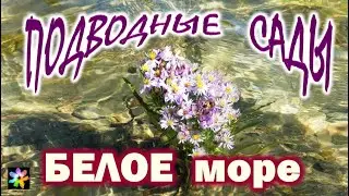 🌊🌾 Подводные сады Белого моря. Кандалакшский залив