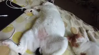 Kucing kagak ada akhlaknya. Ngangkang-ngangkang aja.
