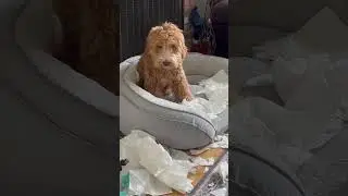 Guilty Golden Doodle Caught Making Mess In Living Room