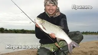Жерех на косе. Припять