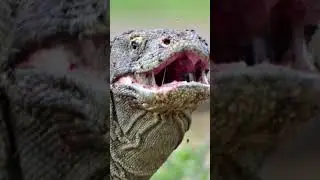 How Strong is a Komodo Dragon Compared to Monitor Lizard #komodo #wildlife #monitorlizard