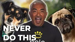 How to Introduce Yourself to a Dog, According to Cesar Millan