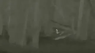 ZEISS DTI 3/25 Thermal Imaging Camera - Geese In The Trees