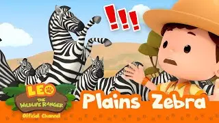 Stop the STAMPEDE of ZEBRAS! 🦓 | Plains Zebra | Leo the Wildlife Ranger | 