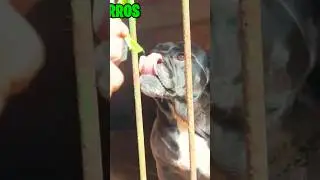DESAFIO INSANO: CAÇA BANDEIRA NAS JAULAS DOS ANIMAIS #3 (#SHORTS) - Mansão Movie